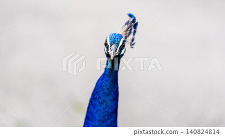 Peacock Peacock 140824814