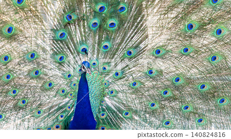 Peacock Peacock 140824816
