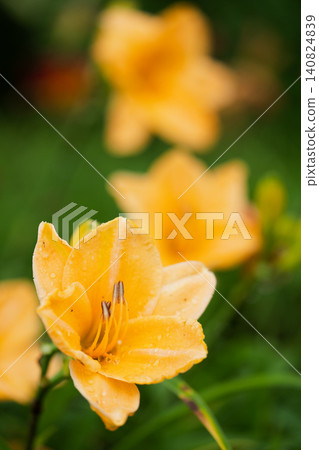 A vertical composition captures the dewdrops from the yellow flower, creating a soft sense of depth. A vertical composition captures the dewdrops from the yellow flower, creating a soft sense of depth. 140824839