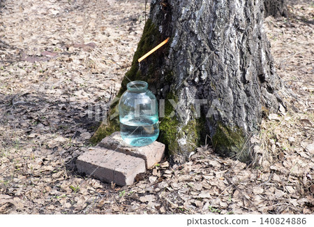 Collecting birch sap in a glass jar in the forest. Spring 140824886