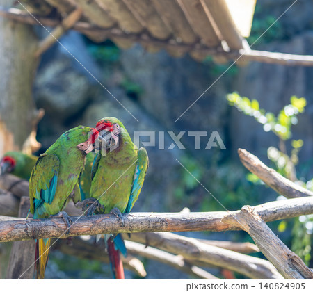 Parrot Parrot 140824905