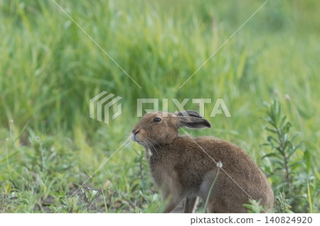 A Hokkaido hare sitting quietly in the greenery. A Hokkaido hare sitting quietly in the greenery. 140824920