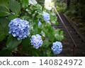 繡球花盛開在雨季的清除 140824972