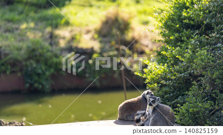 Wolverine lemur Wolverine lemur 140825159