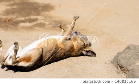 Mara Mara 140825169