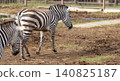 zebra  140825187