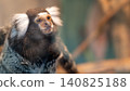 Common marmoset 140825188