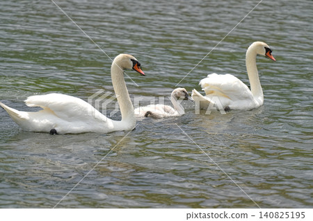 Swan Swan 140825195