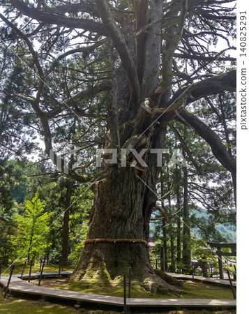 供奉新潟縣上越市蟲川的大杉樹的白山神社 140825291