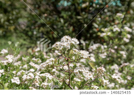 山楂樹的果實可以用來釀造果酒，它開白色五瓣花（薔薇科）。 140825435