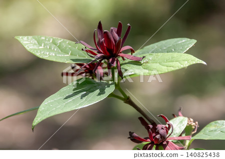 The black-flowered winter sweet blooms with sweet, chocolate-colored flowers. The black-flowered winter sweet blooms with sweet, chocolate-colored flowers. 140825438