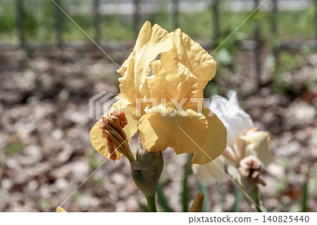 German Iris 'Fox Five' [Iridaceae family] 140825440