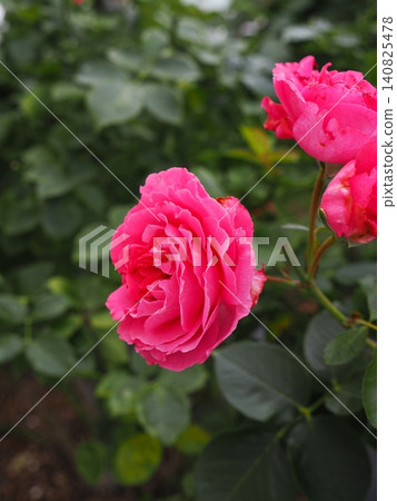 A vertical background image featuring vibrant pink roses in full bloom in a rose garden in early summer, surrounded by fresh green foliage. A vertical background image featuring vibrant pink roses in full bloom in a rose garden in early summer, surrounded by fresh green foliage. 140825478