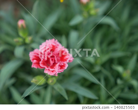 Red carnations with white borders Red carnations with white borders 140825503