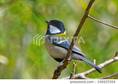 Great tit Great tit 140825504