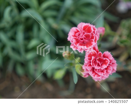 Red carnations with white borders Red carnations with white borders 140825507