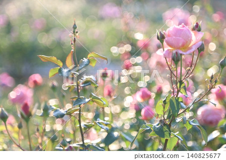 autumn roses in the rain autumn roses in the rain 140825677