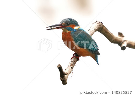 Kingfisher 140825837