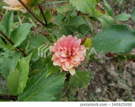 Dahlia Dahlia 140825898