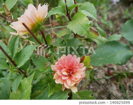 Dahlia Dahlia 140825899