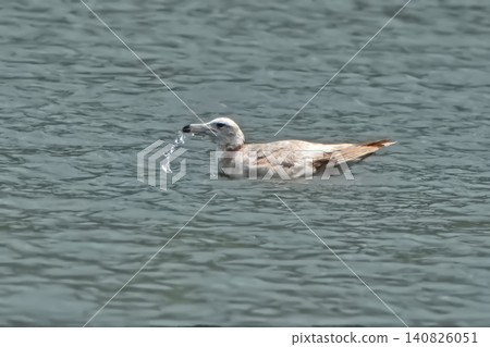 seagull seagull 140826051