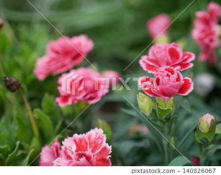 White-edged carnations 140826067