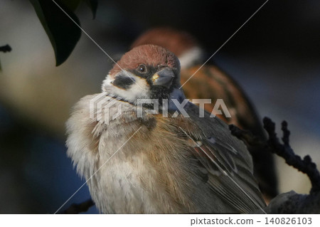 Sparrow Sparrow 140826103