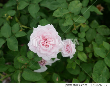 Light pink roses Light pink roses 140826107