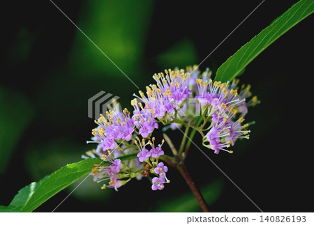 Murasakusibi flowers 140826193