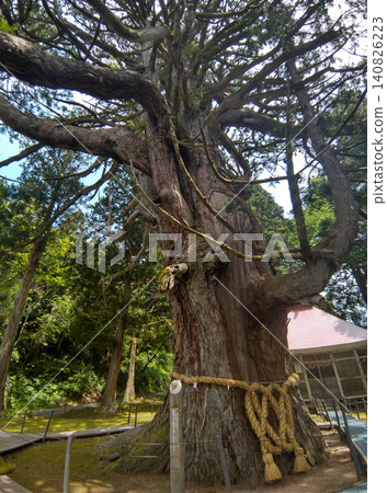 供奉新潟縣上越市蟲川的大杉樹的白山神社 供奉新潟縣上越市蟲川的大杉樹的白山神社 140826223