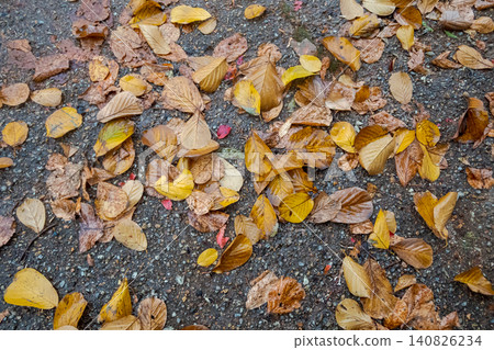 Yellow and brown fallen leaves spread across the asphalt Yellow and brown fallen leaves spread across the asphalt 140826234