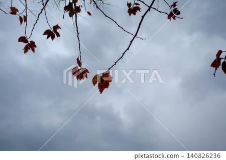 The silhouettes of cherry blossom leaves and branches stand out against the cloudy sky. The silhouettes of cherry blossom leaves and branches stand out against the cloudy sky. 140826236