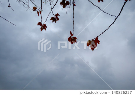 Autumn-colored cherry tree branches hang down against the cloudy sky. 140826237
