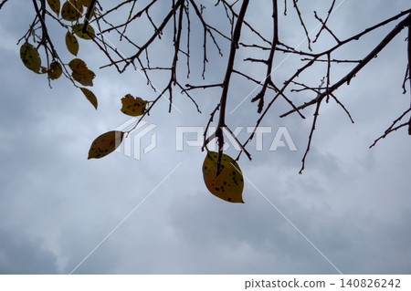 A few yellow leaves and withered branches float in the cloudy sky. A few yellow leaves and withered branches float in the cloudy sky. 140826242