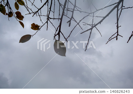 細雨中，光禿禿的樹枝上只剩下幾片葉子。 140826243