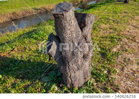 河岸邊的草地上矗立著一個巨大的樹樁。 河岸邊的草地上矗立著一個巨大的樹樁。 140826258