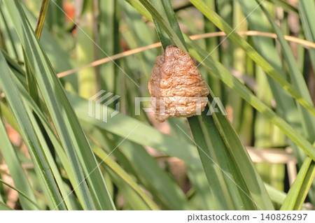 Eggs of a large praying mantis laid on a purple reed. Eggs of a large praying mantis laid on a purple reed. 140826297