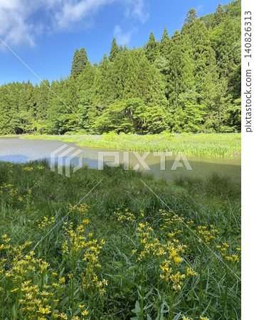 The scenery of yellow flowers and irises adorning the Hiraike Pond in Imazu, Biradest in early summer. The scenery of yellow flowers and irises adorning the Hiraike Pond in Imazu, Biradest in early summer. 140826313
