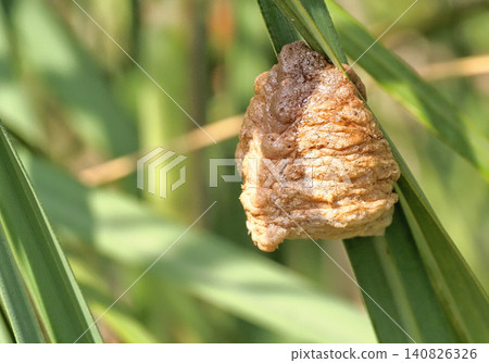 Eggs of a large praying mantis laid on a purple reed. Eggs of a large praying mantis laid on a purple reed. 140826326