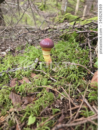 生長在富士山苔蘚上的黃牛肝菌(Suillus luteus) 生長在富士山苔蘚上的黃牛肝菌(Suillus luteus) 140826369