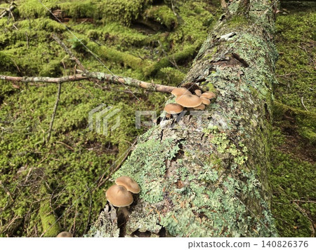 Wild Armillaria mushrooms growing in clusters on moss-covered fallen trees. 140826376