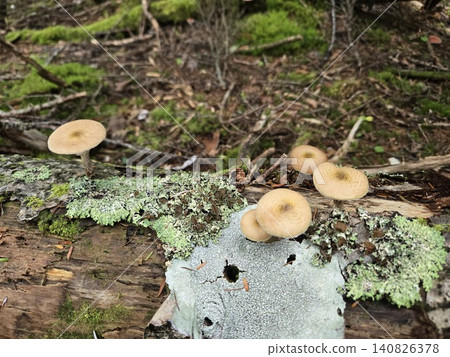 Wild Armillaria mushrooms growing in clusters on fallen trees covered in lichens. 140826378