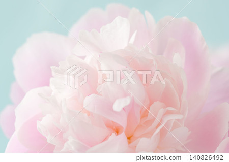 Macro photography of pink peony flowers against a blue background 04 Macro photography of pink peony flowers against a blue background 04 140826492