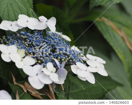 藍色繡球花 藍色繡球花 140826603
