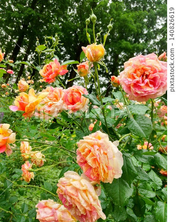 Colorful roses Colorful roses 140826619