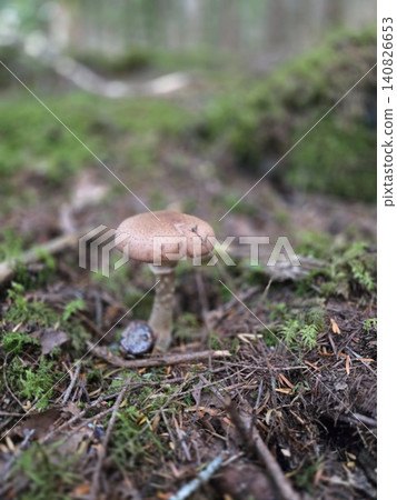 Armillaria mushrooms growing in the forests of Mt. Fuji 140826653