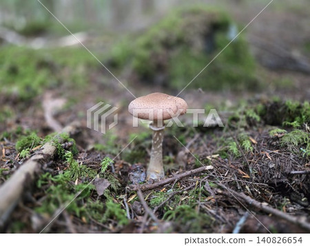 I found a chestnut mushroom in the autumn forest. I found a chestnut mushroom in the autumn forest. 140826654