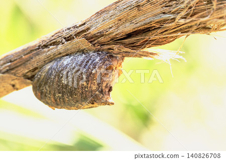 Bell-bellied praying mantis eggs Bell-bellied praying mantis eggs 140826708