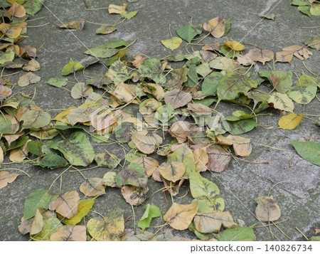 Fallen leaves Fallen leaves 140826734