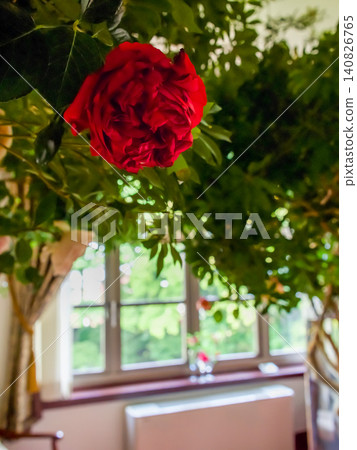 Roses blooming in the bedroom of a Western-style mansion, bathed in gentle sunlight. 140826765
